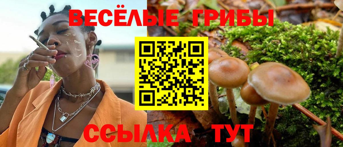 Галлюциногенные грибы Psilocybe Россошь